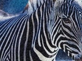 "ZEBRA"